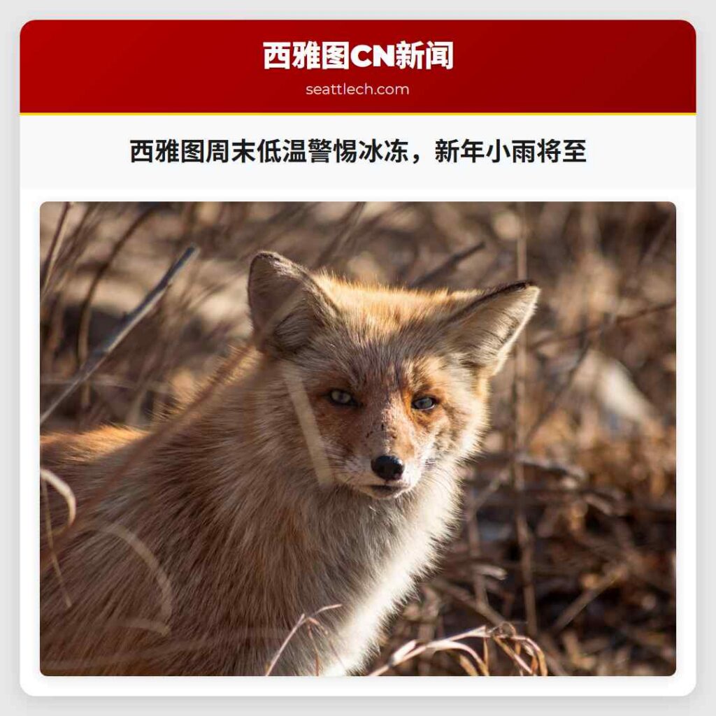 西雅图周末低温警惕冰冻，新年小雨将至