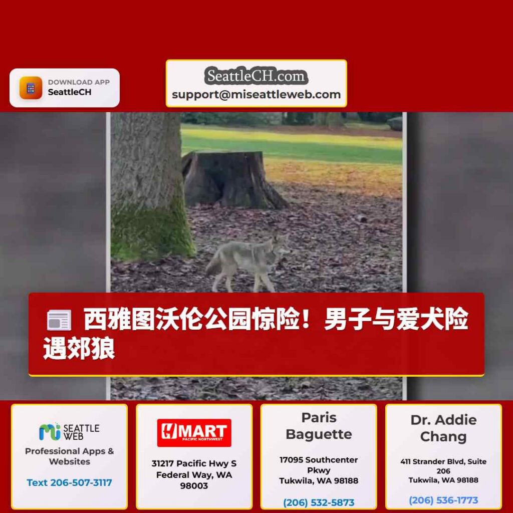 西雅图沃伦公园惊险！男子与爱犬险遇郊狼