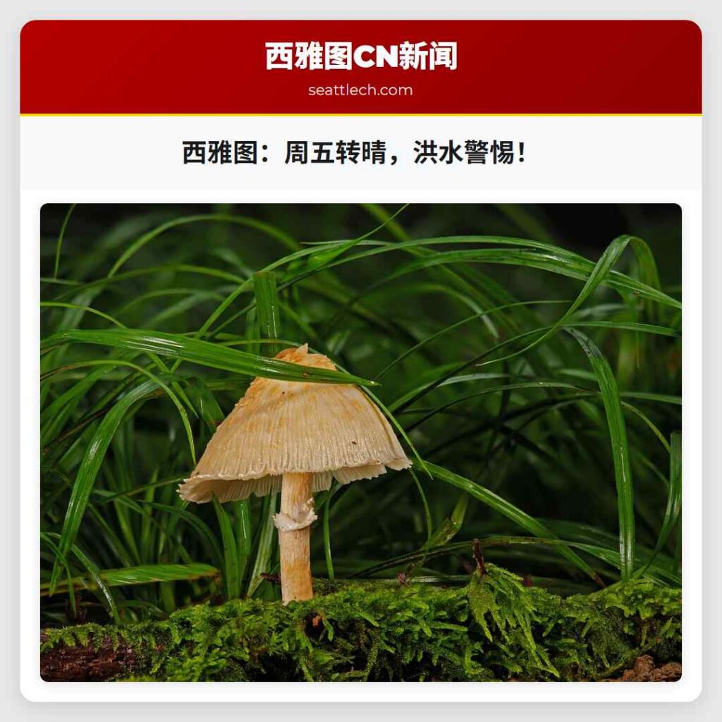 西雅图：周五转晴，洪水警惕！