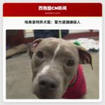 埃弗里特警方逮捕嫌疑人，涉及弃养行李箱内狗狗事件