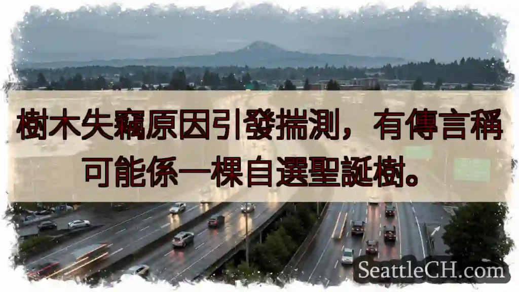 聖誕樹？樹木失竊原因引發猜測。