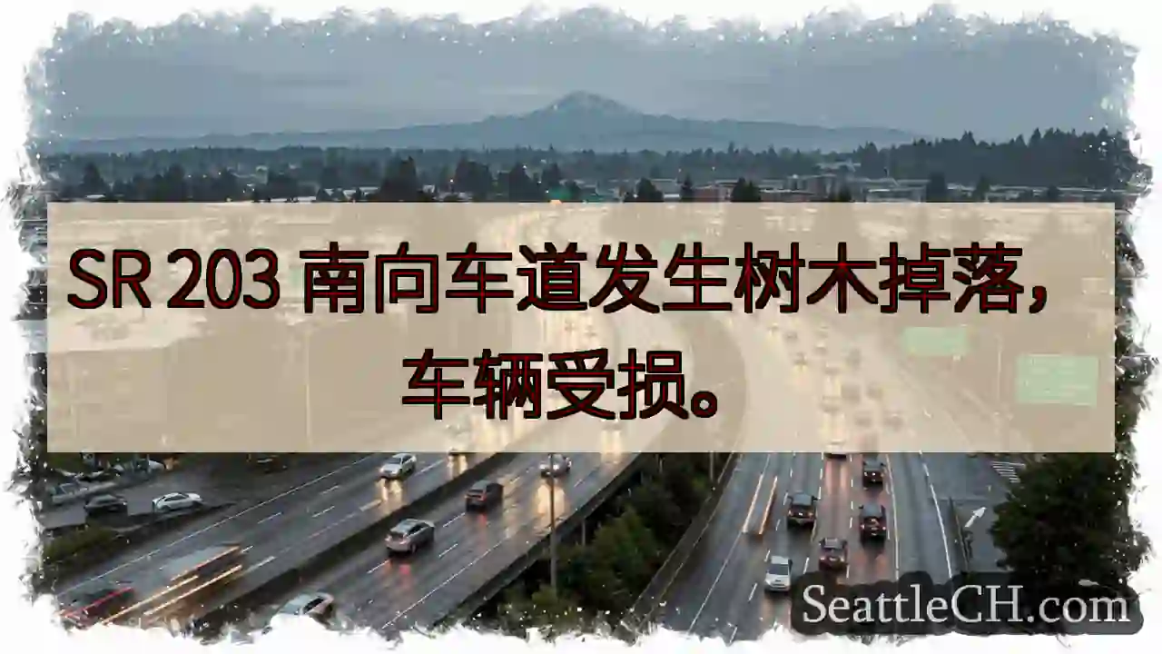 SR 203树木掉落！车辆受损