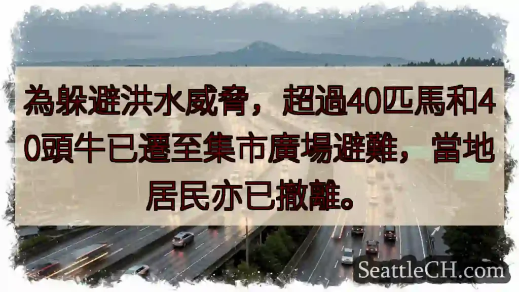 洪水避難：馬牛撤離集市！