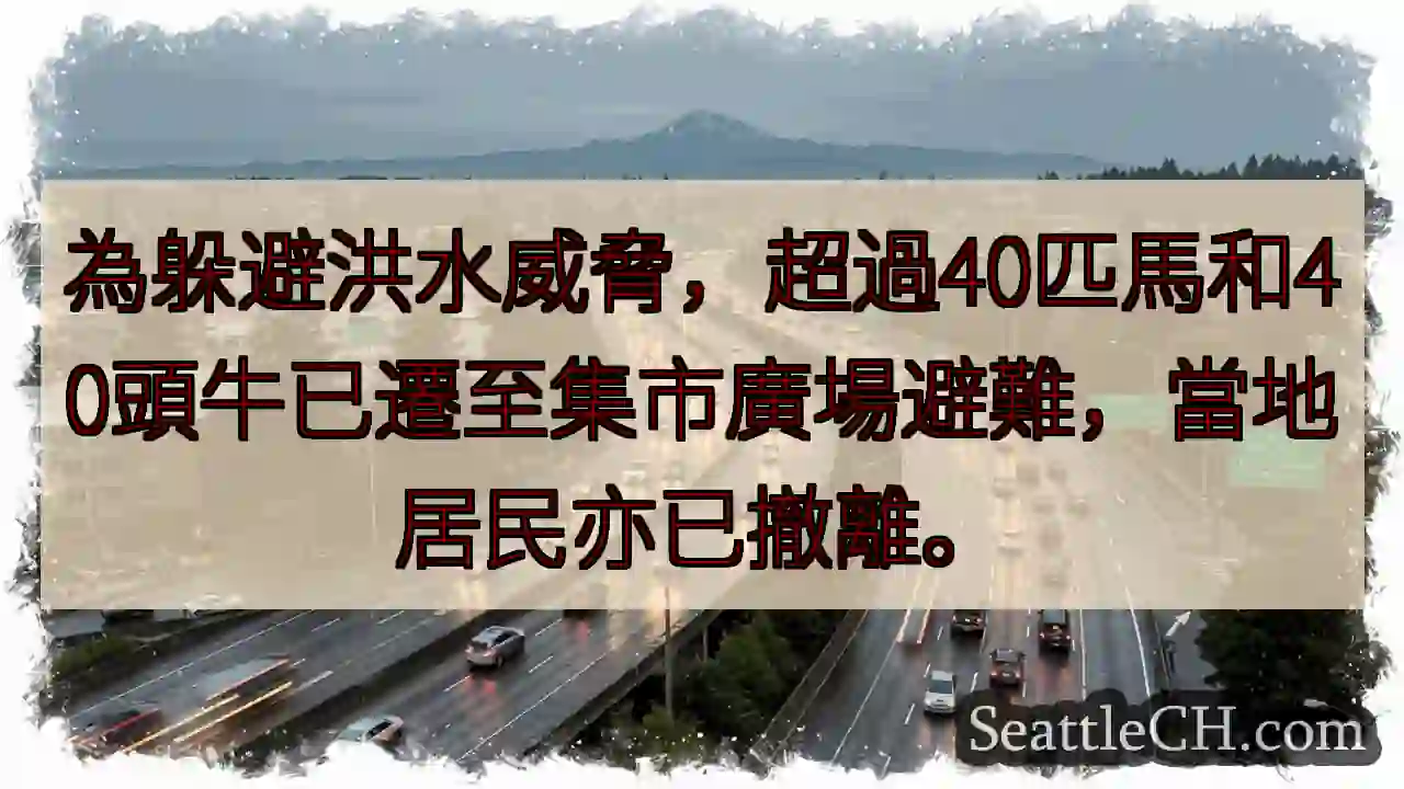 洪水避難：馬牛撤離集市！