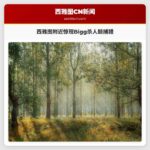 西西雅图附近观鲸者目睹Bigg杀人鲸捕猎