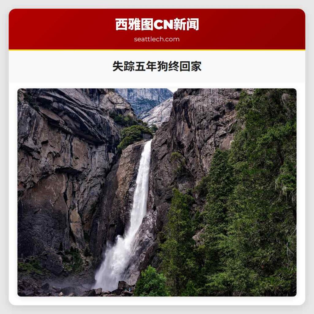 失踪五年狗终回家