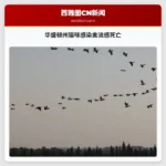 WSDA 强调风险，格兰特县猫咪因“高度致病性”禽流感死亡