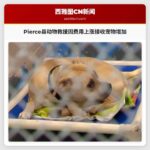 Pierce 县动物救援因塔科马和 Pierce 县 humane society 费用上涨而接收宠物增加