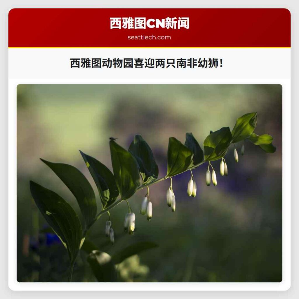 西雅图动物园喜迎两只南非幼狮！