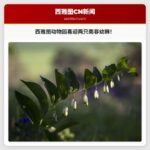 西雅图伍德兰公园动物园迎喜报：两只南非幼狮健康诞生