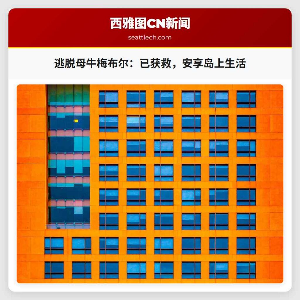 逃脱母牛梅布尔：已获救，安享岛上生活