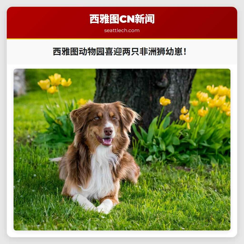 西雅图动物园喜迎两只非洲狮幼崽！