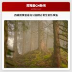 西雅图黄金花园公园附近发生跌落事故，一人受伤