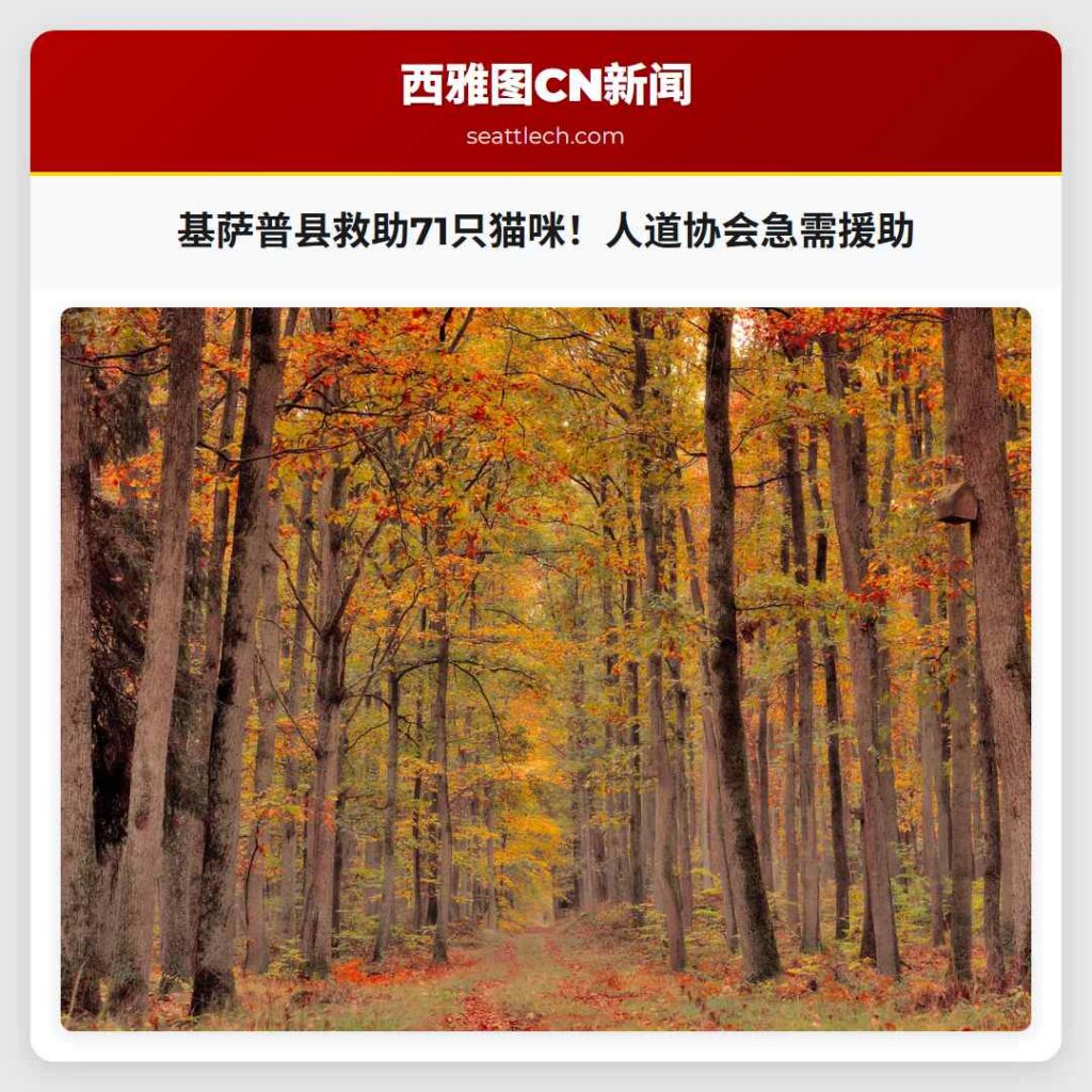 基萨普县救助71只猫咪！人道协会急需援助