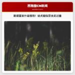 华盛顿州斯诺霍米什县发现疑似芬太尼过量的幼犬