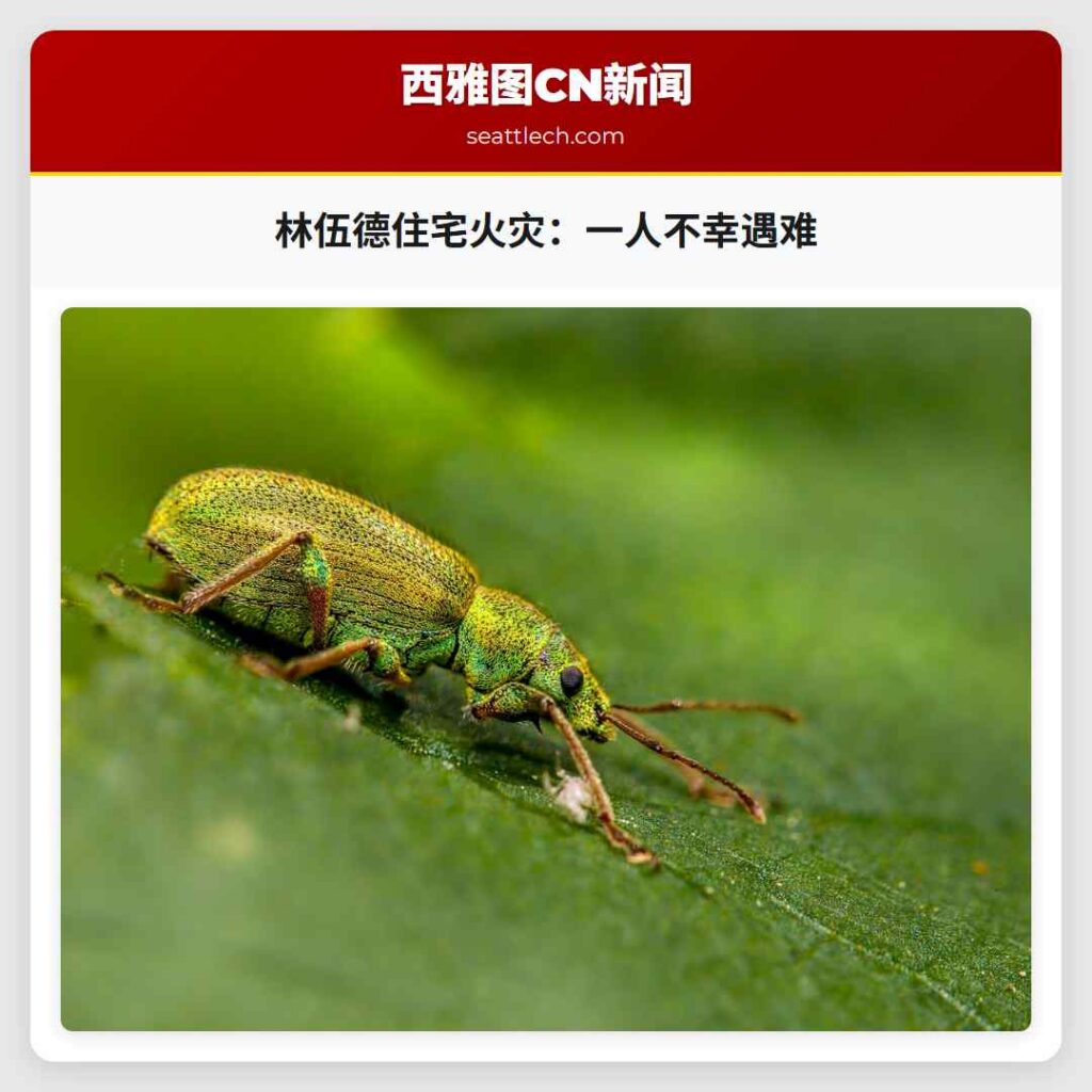 林伍德住宅火灾：一人不幸遇难