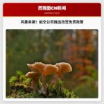 冬季风暴应对：航空公司推出费用豁免政策，旅客出行指南