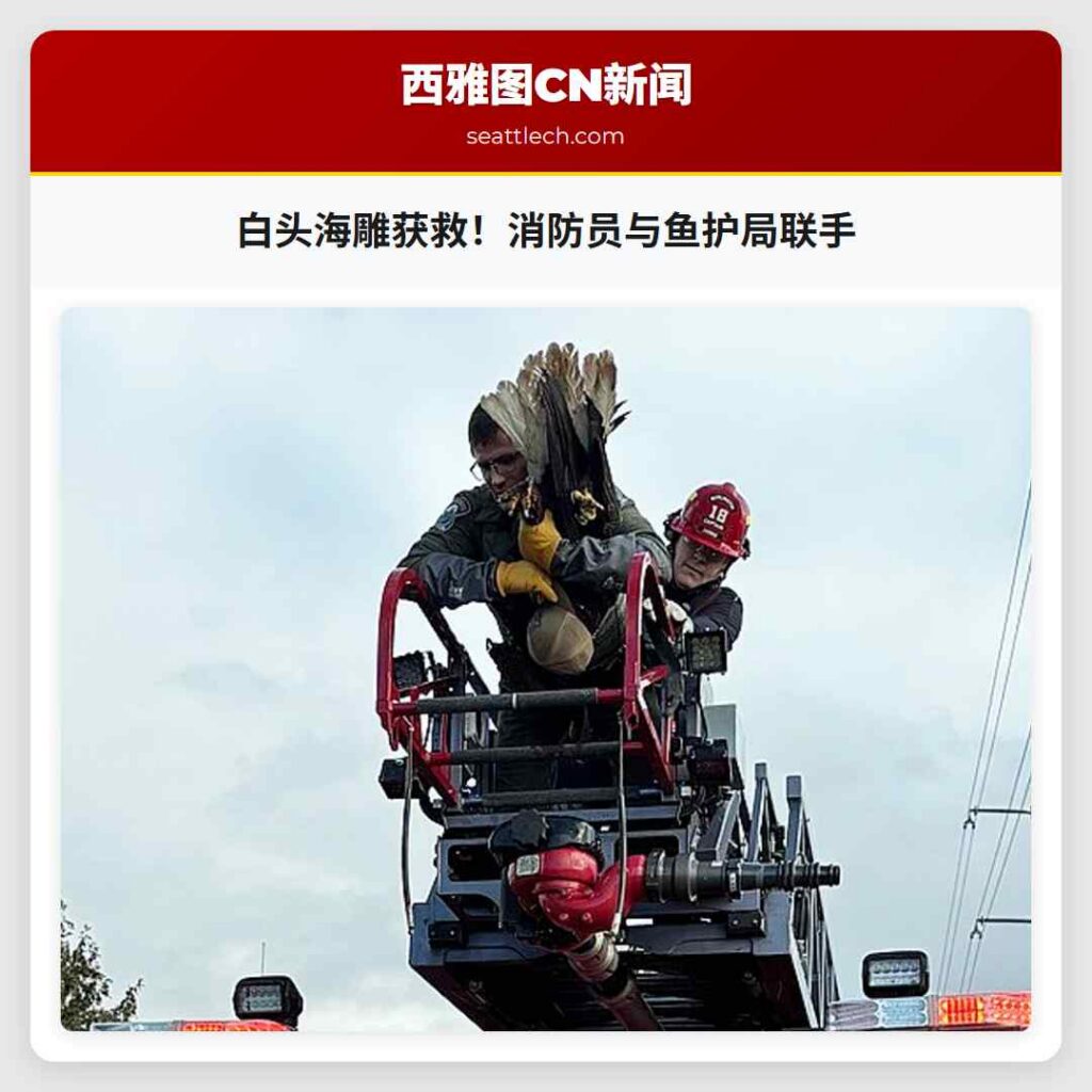 白头海雕获救！消防员与鱼护局联手