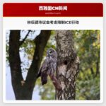 林伍德市议会考虑针对ICE的反制提案，受明尼苏达州枪击事件影响