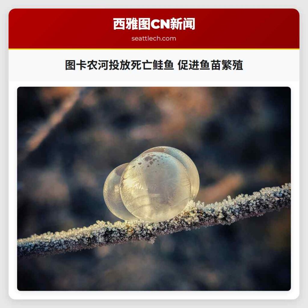 图卡农河投放死亡鲑鱼 促进鱼苗繁殖