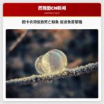 华盛顿州图卡农河将投放超1500条死亡鲑鱼以促进鱼苗繁殖