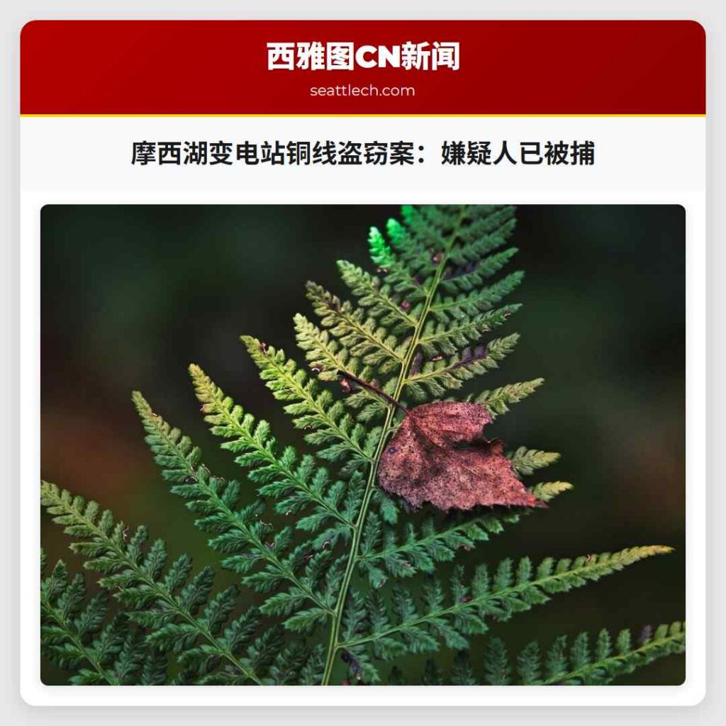 摩西湖变电站铜线盗窃案：嫌疑人已被捕