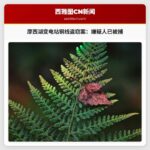 摩西湖变电站铜线盗窃案嫌疑人被捕