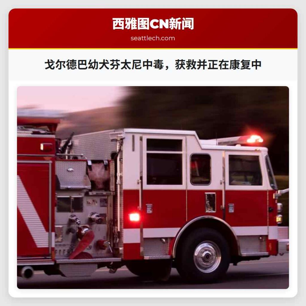 戈尔德巴幼犬芬太尼中毒,获救并正在康复中