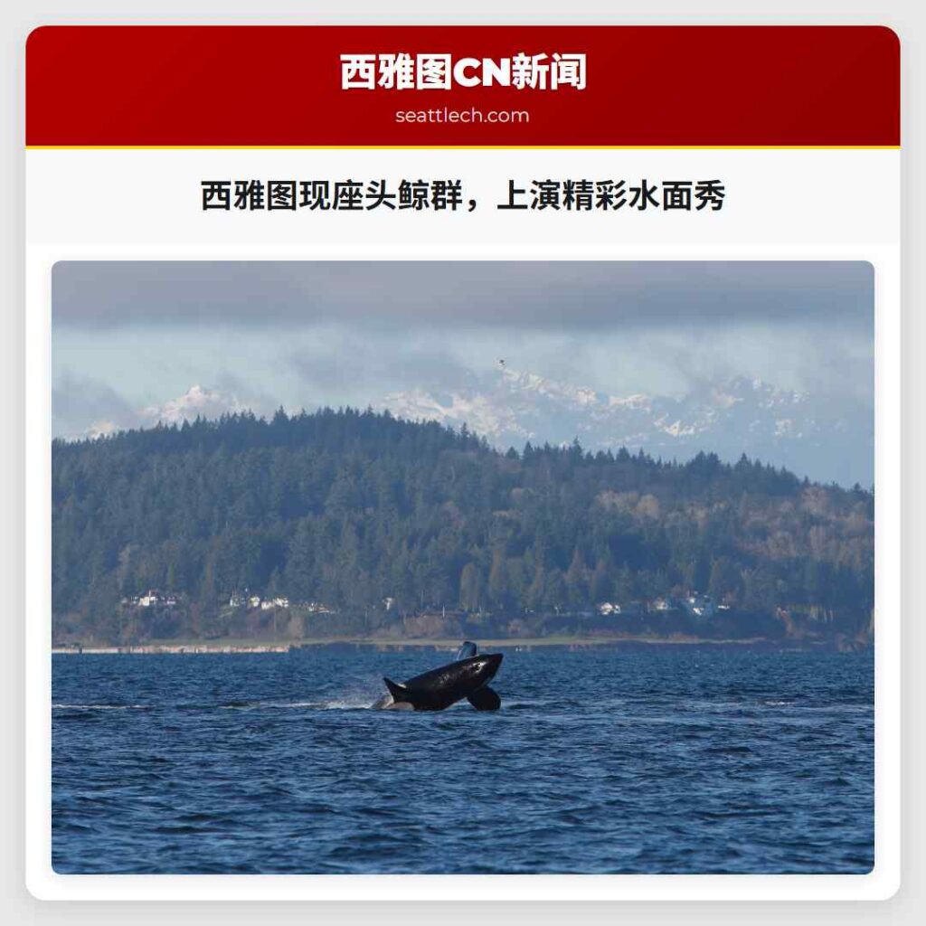 西雅图现座头鲸群，上演精彩水面秀