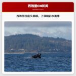 座头鲸群现身西雅图附近海域，上演精彩水面表演