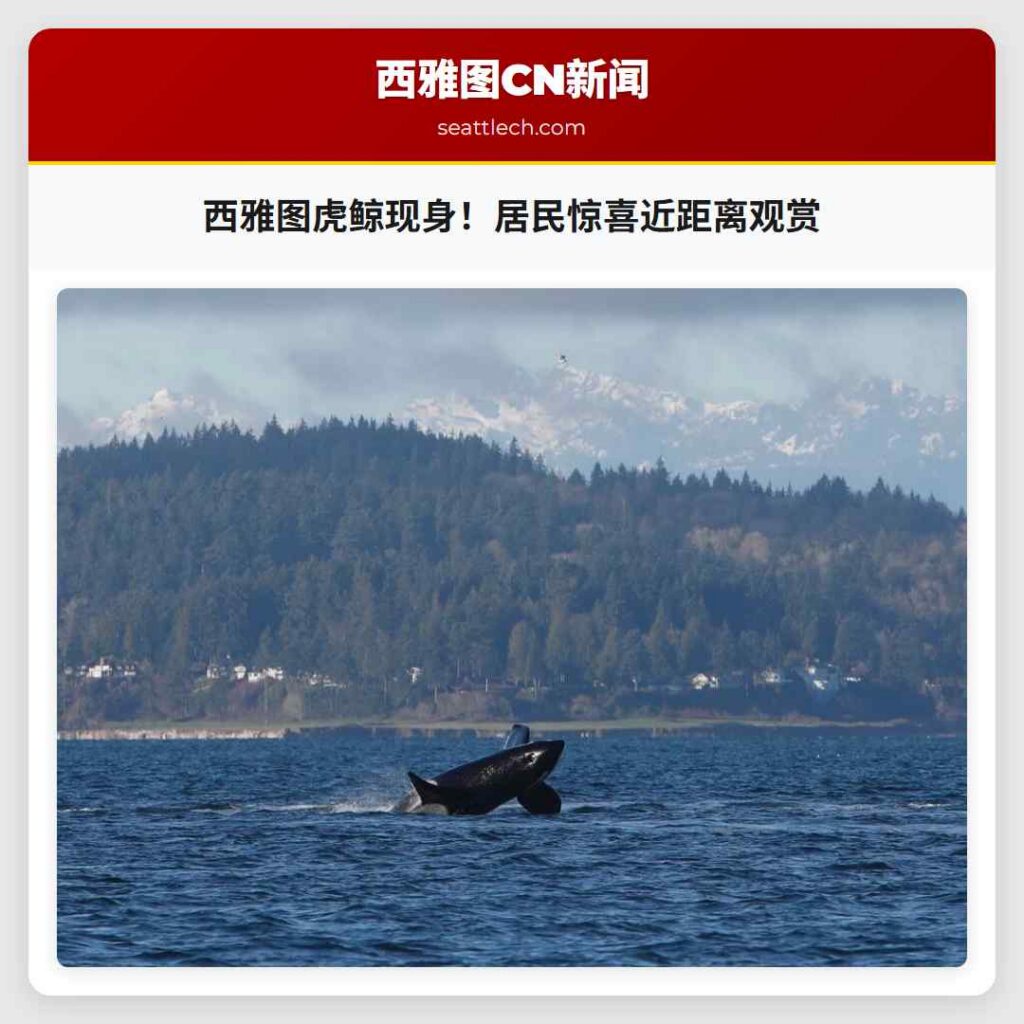 西雅图虎鲸现身！居民惊喜近距离观赏