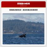 虎鲸跃出水面拍打尾巴，西雅图居民惊喜近距离观赏