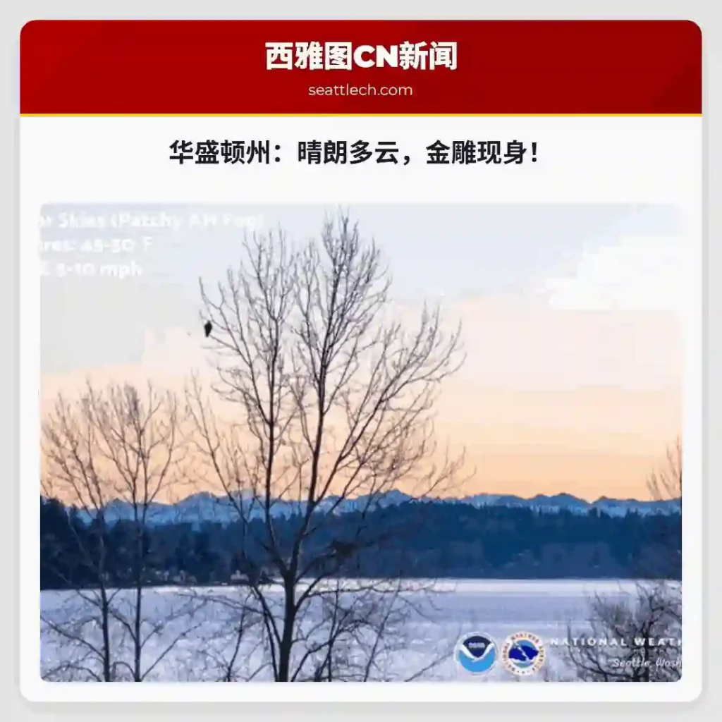 华盛顿州：晴朗多云，金雕现身！