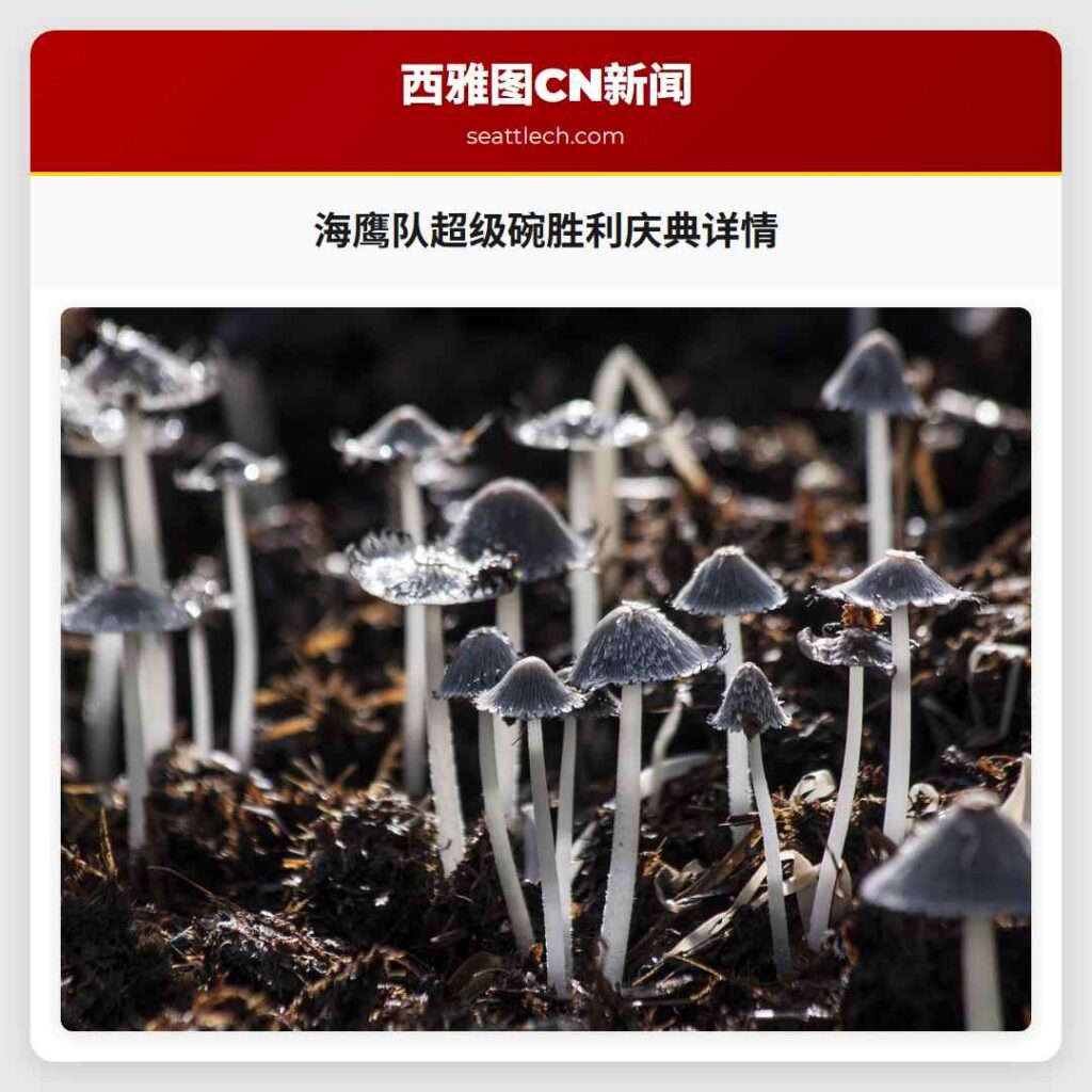 海鹰队超级碗胜利庆典详情