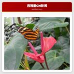 华盛顿州巡逻队悬赏通缉撞车逃逸司机