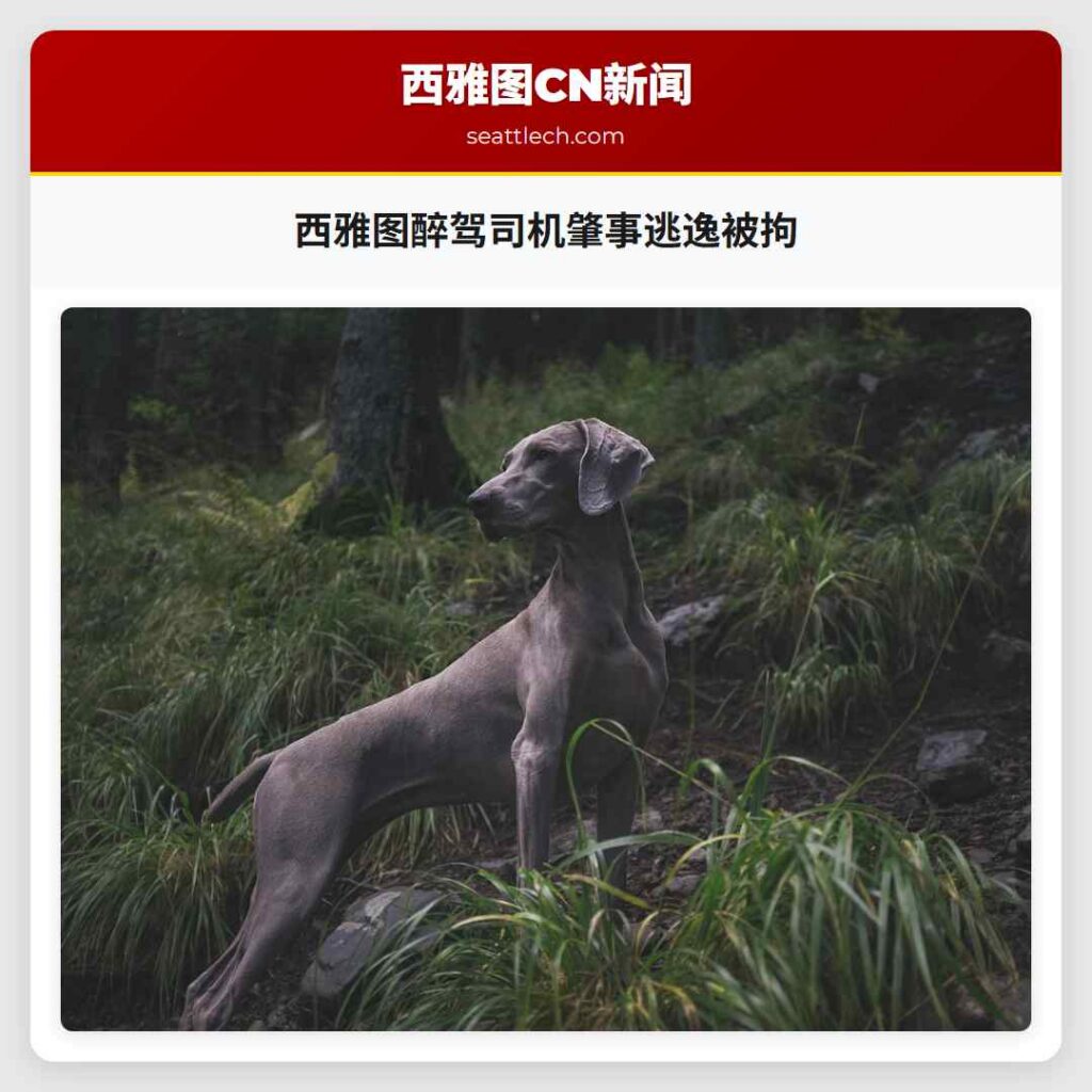 西雅图醉驾司机肇事逃逸被拘