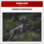 西雅图醉驾司机肇事逃逸被拘 事故致多车损毁