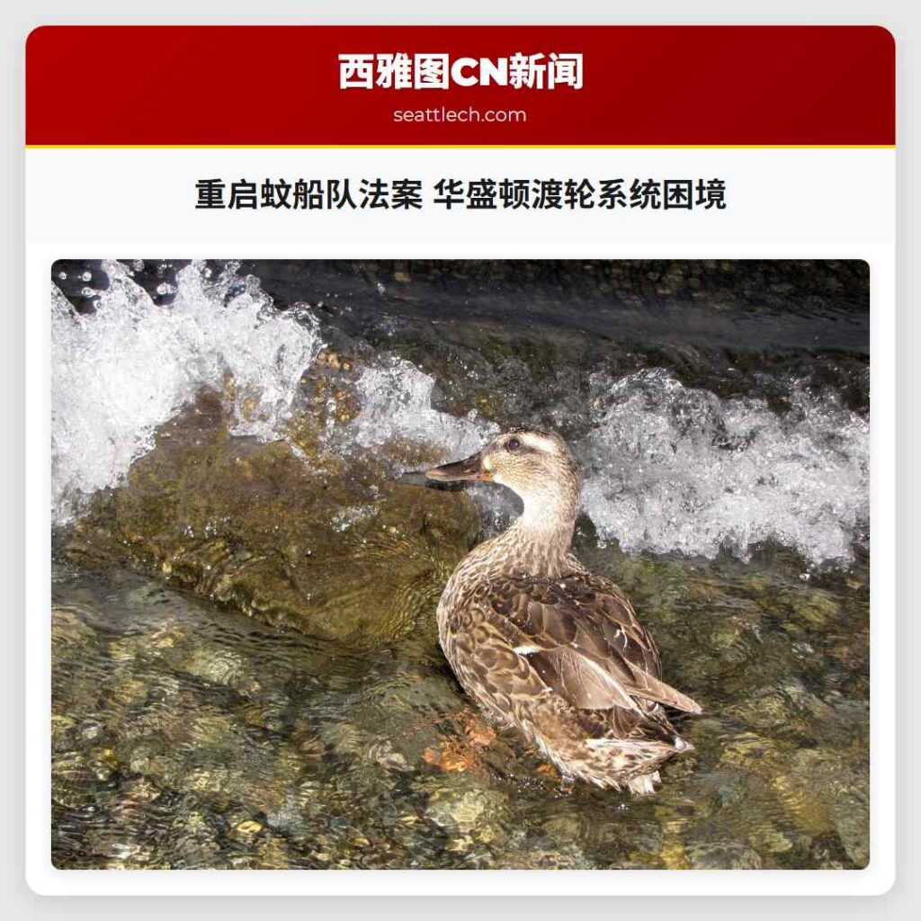 重启蚊船队法案 华盛顿渡轮系统困境