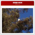 西雅图百年红杉暂缓砍伐 邻居发现白头海雕栖息引发保护争议