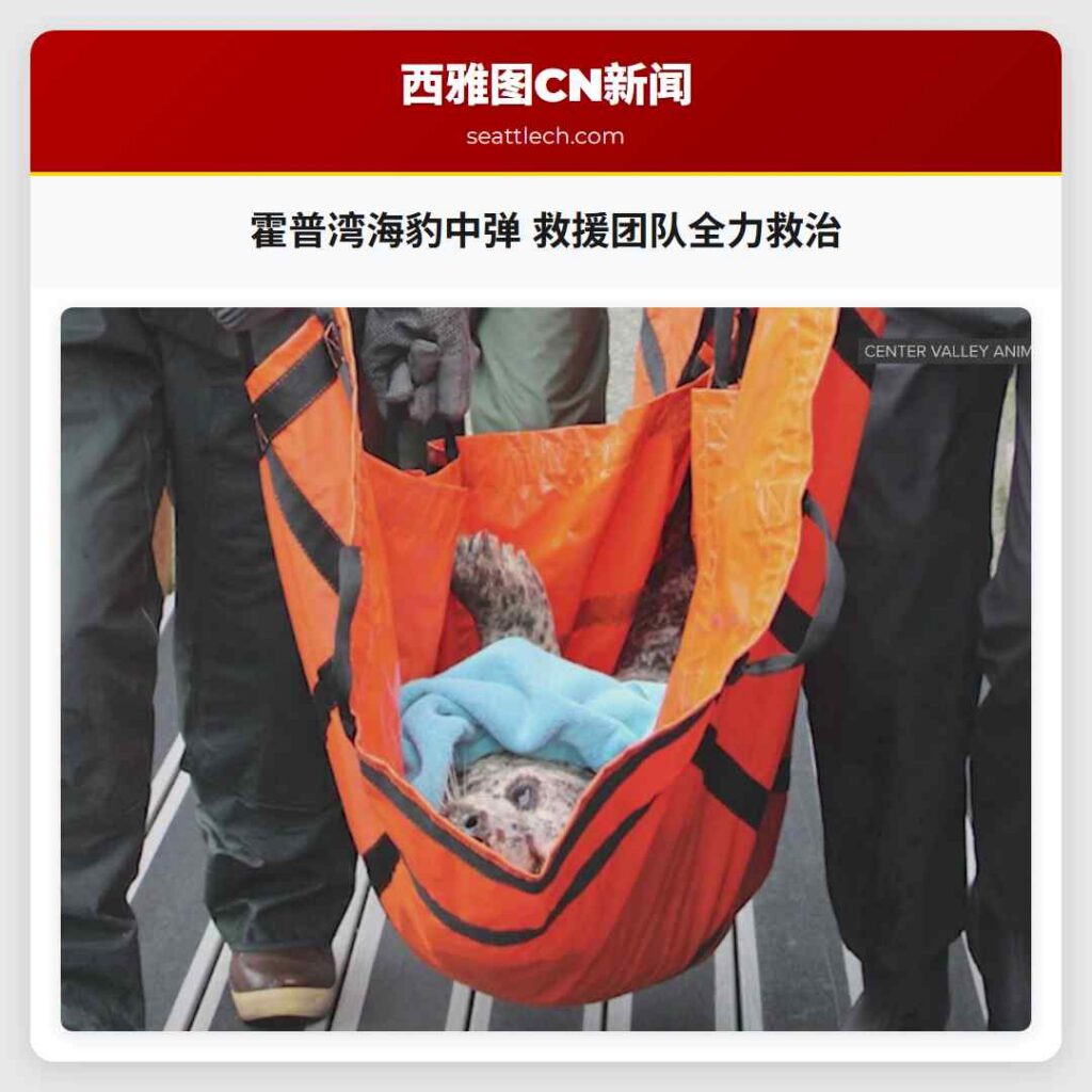 霍普湾海豹中弹 救援团队全力救治