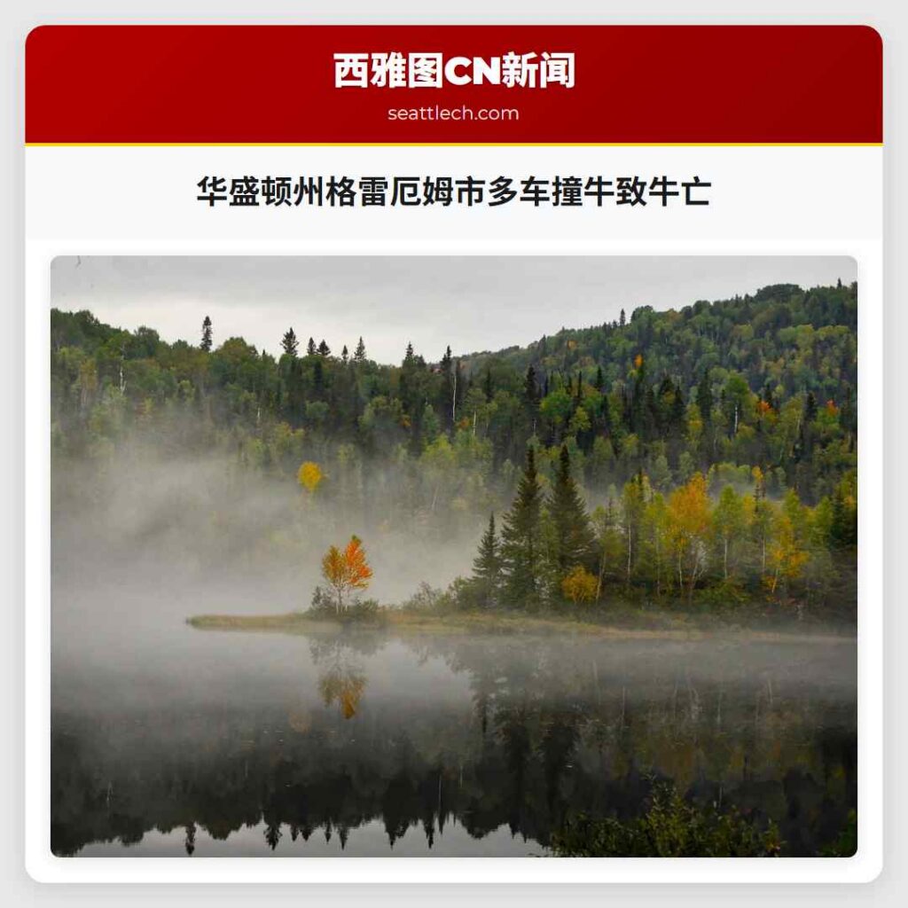 华盛顿州格雷厄姆市多车撞牛致牛亡