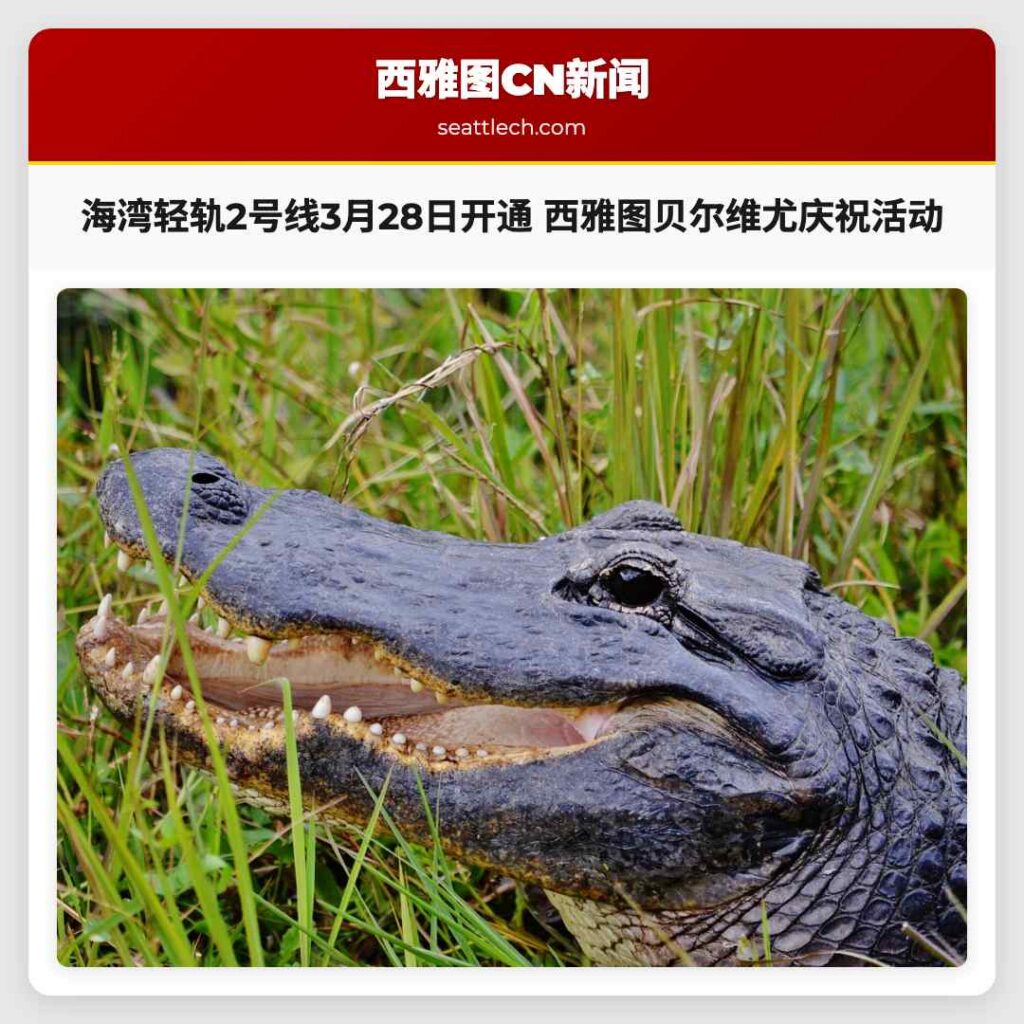 海湾轻轨2号线3月28日开通 西雅图贝尔维尤庆祝活动