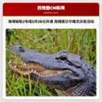 海湾轻轨2号线3月28日正式开通 西雅图贝尔维尤举行盛大赛事