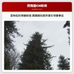 百年红杉面临砍伐 西雅图住房开发引发邻里争议
