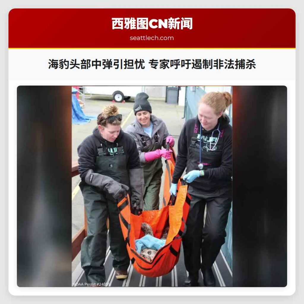 海豹头部中弹引担忧 专家呼吁遏制非法捕杀