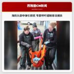 海豹头部中弹引担忧 专家呼吁遏制非法捕杀