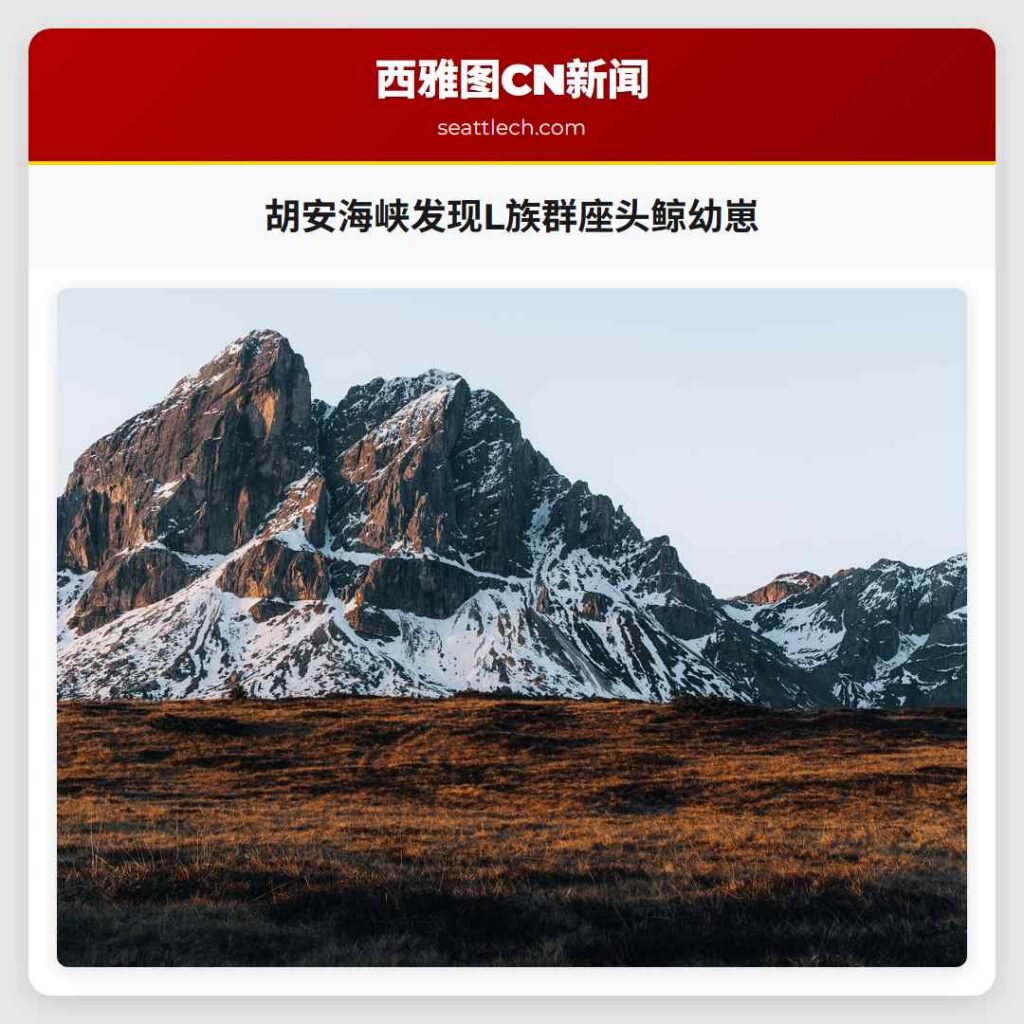 胡安海峡发现L族群座头鲸幼崽