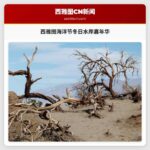 西雅图海洋节创新推出冬日水岸文化嘉年华