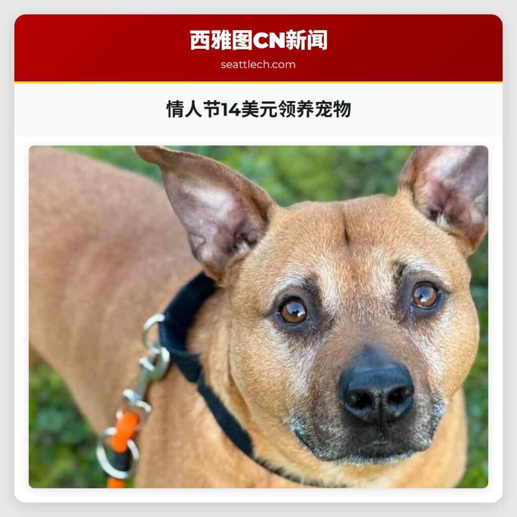 情人节14美元领养宠物