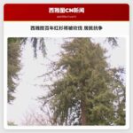 西雅图百年红杉面临砍伐 居民发起最后守护行动